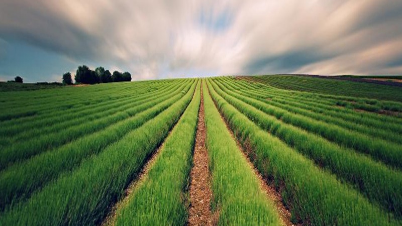 farmland Partners/ Read Magazine