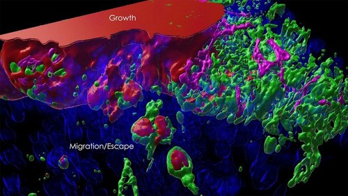 3D-mouse-prostate loga The prostate cancer cell/Read magazine