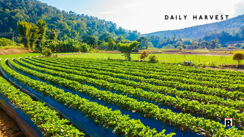 Daily Harvest Announces First Round of Grants to Underserved Farmers to Help Build a More Regenerative Food System (2)