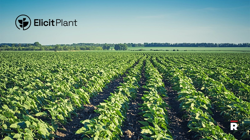 Elicit Plant