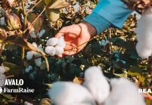 FarmRaise Announces Partnership with Avalo to Power AI-Driven Cotton Innovation at Scale FarmRaise