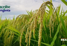 Syngenta and Ascribe Bioscience Partner to Bring New Biofungicide to Asian Farmers Syngenta