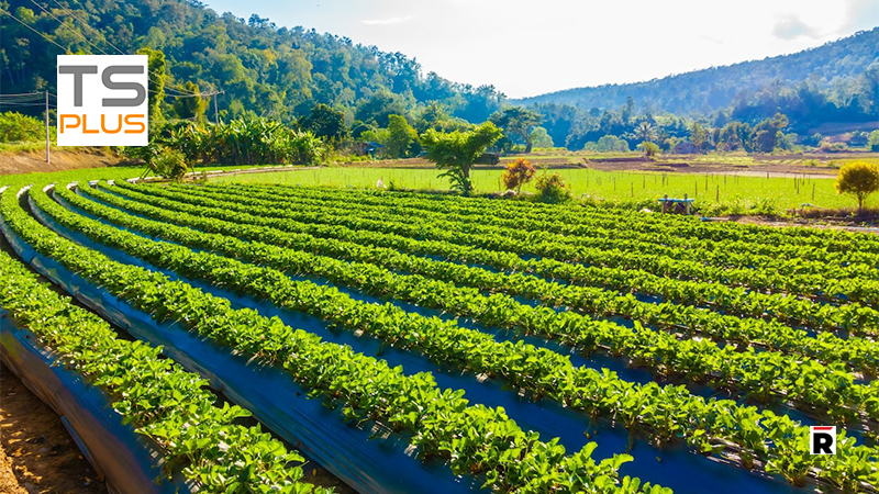 TSplus Simplifies Server Farm Management for Large Network