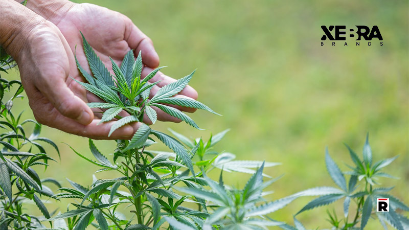 Xebra to Receive Cannabis Authorizations from Mexican FDA Imminently